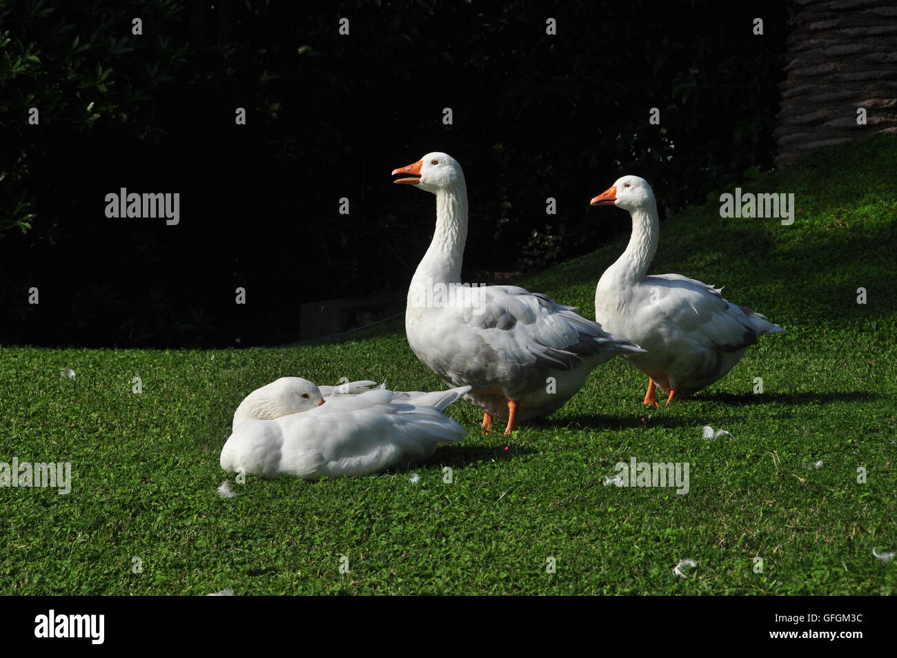 Drei glückliche Enten auf dem Rasen genießen die Nachmittagssonne. Stockfoto