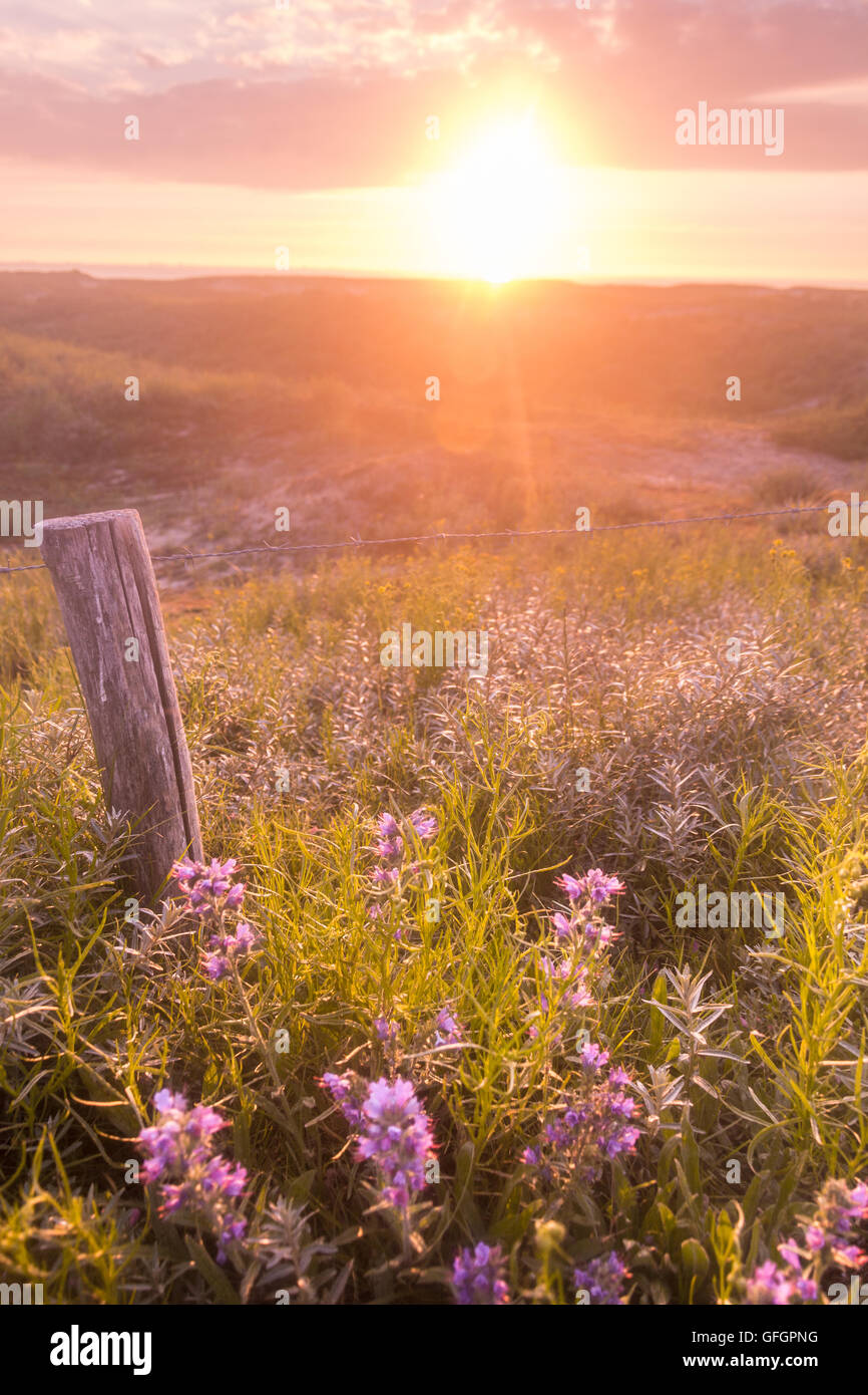 Sand Dünen bei Schlacke Wassenaar, Holland Stockfoto