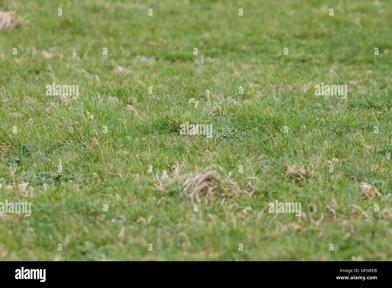 Feldlerche (Alauda arvensis) auf dem Boden in der Nähe von seinem Nest Stockfoto