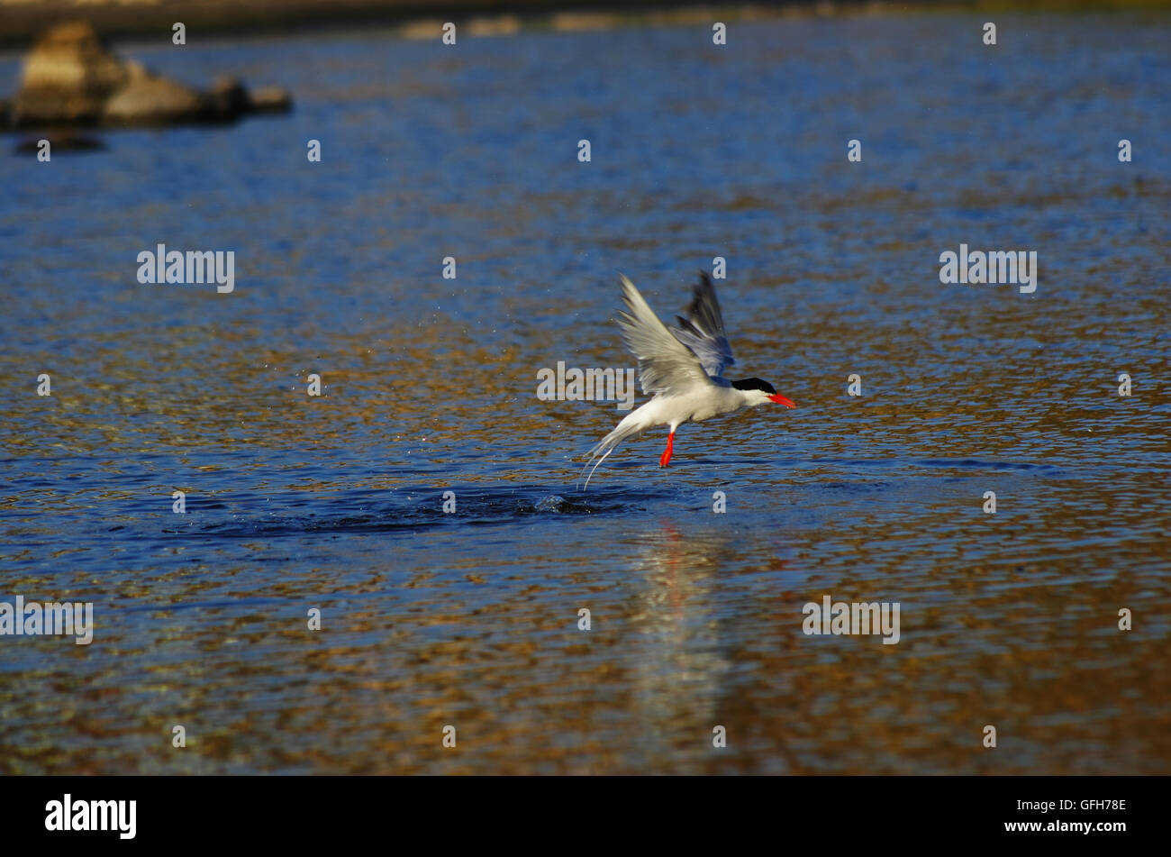 Vogel aus dem Wasser in einem Teich in Sardinien, in der Nähe von Olbia. Stockfoto