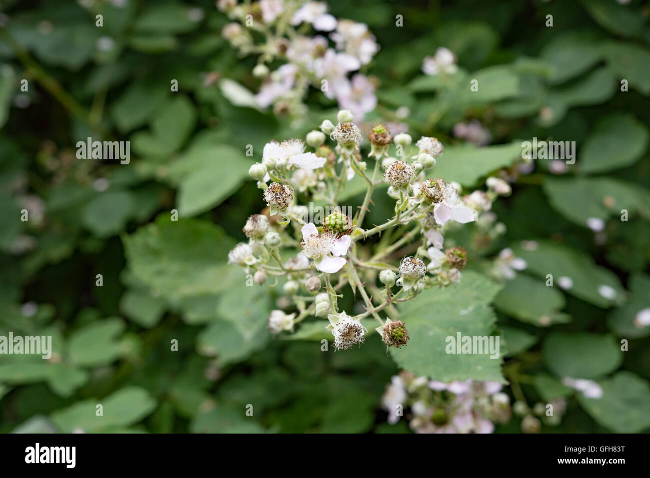 Lila und rosa beeren -Fotos und -Bildmaterial in hoher Auflösung – Alamy