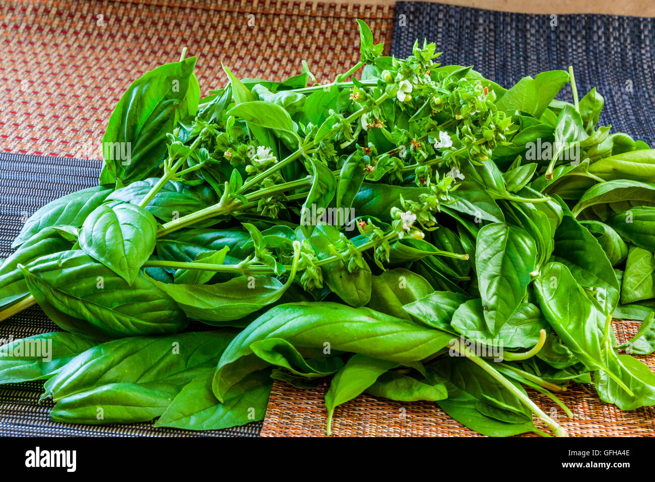 Ein frisch geschnittenem Bund Basilikum aus dem Garten bereit, in Pesto gemacht werden Stockfoto