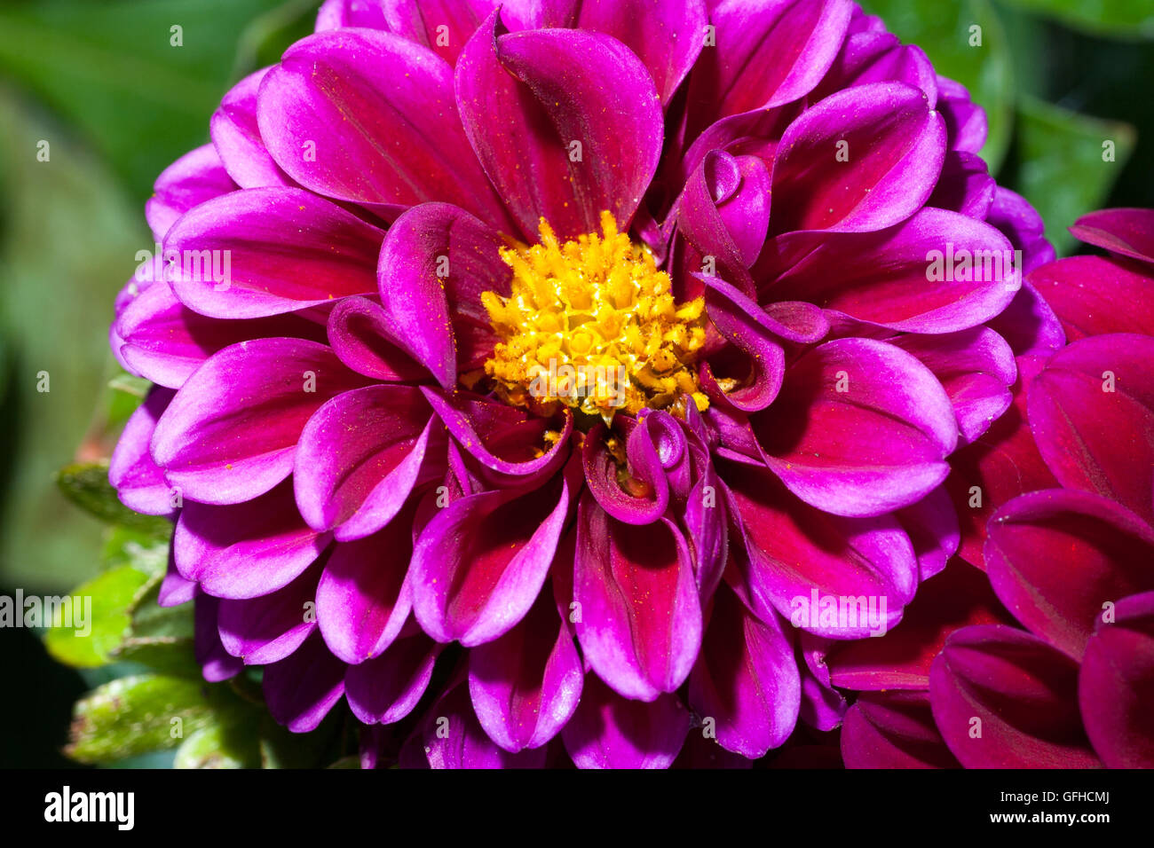 Lila Dahlien in voller Blüte Stockfoto