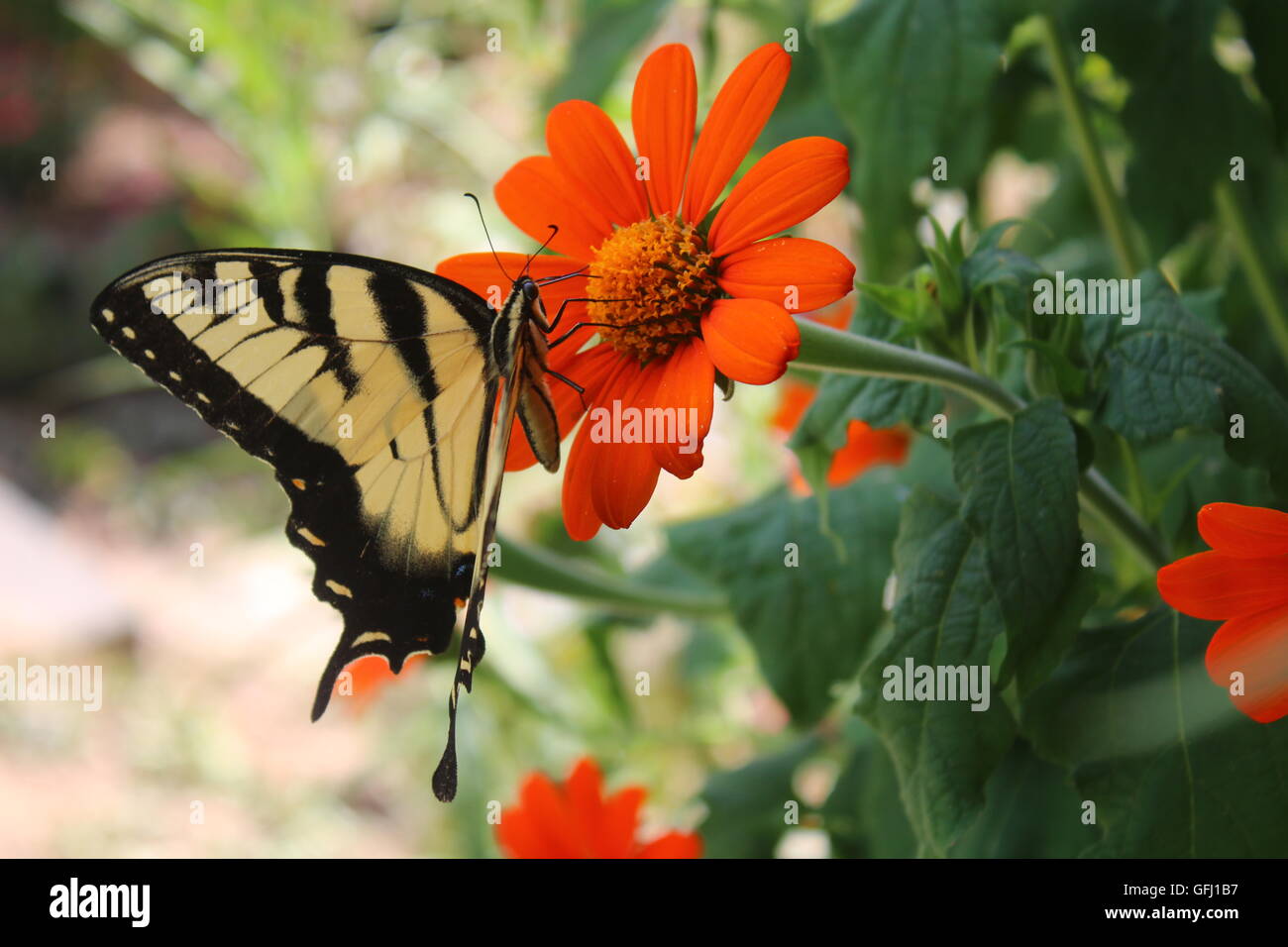 Östliche Tiger Schwalbenschwanz Schmetterling Fütterung auf mexikanische Sonnenblume Stockfoto