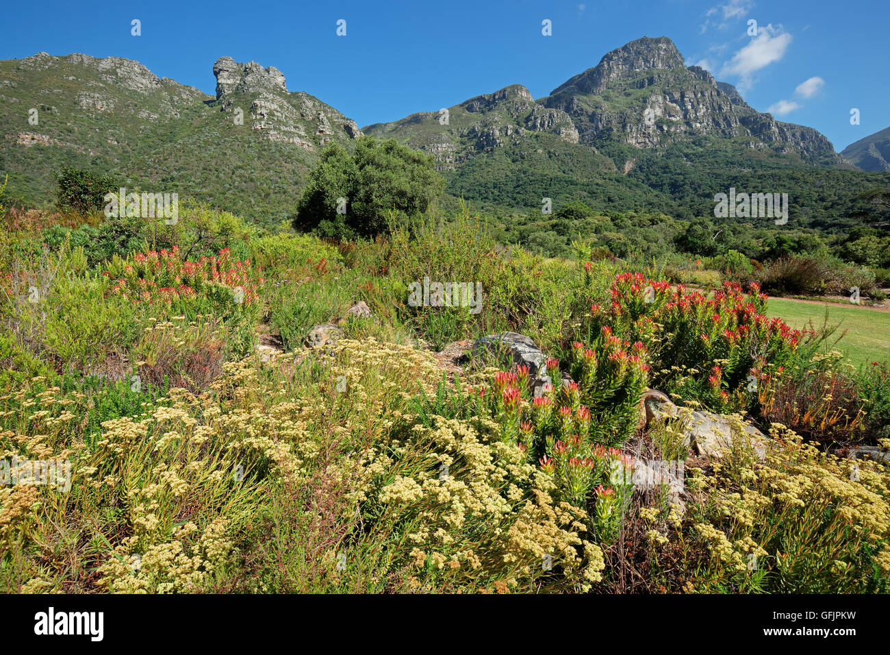 Kirstenbosch botanical gardens Fotos und Bildmaterial in hoher