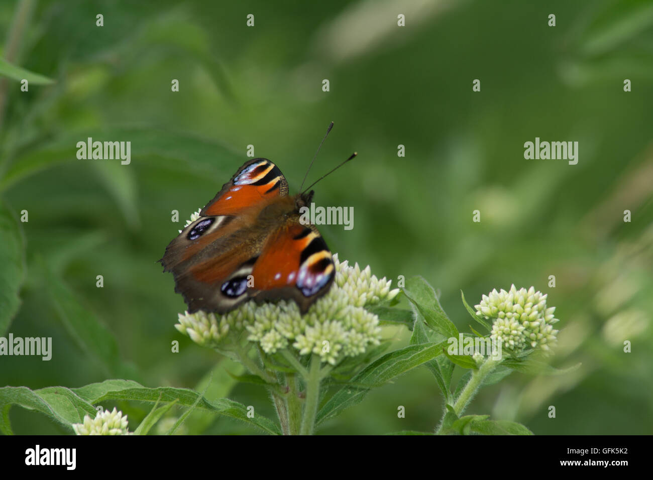 Tagpfauenauge (Nymphalis io) an Wildblumen, Großbritannien Stockfoto