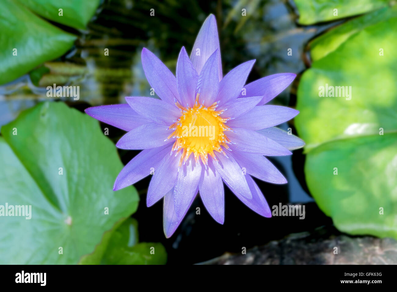 Lotus-Blume in lila violett Farbe mit grünen Blättern in Wasser Naturteich hautnah Stockfoto