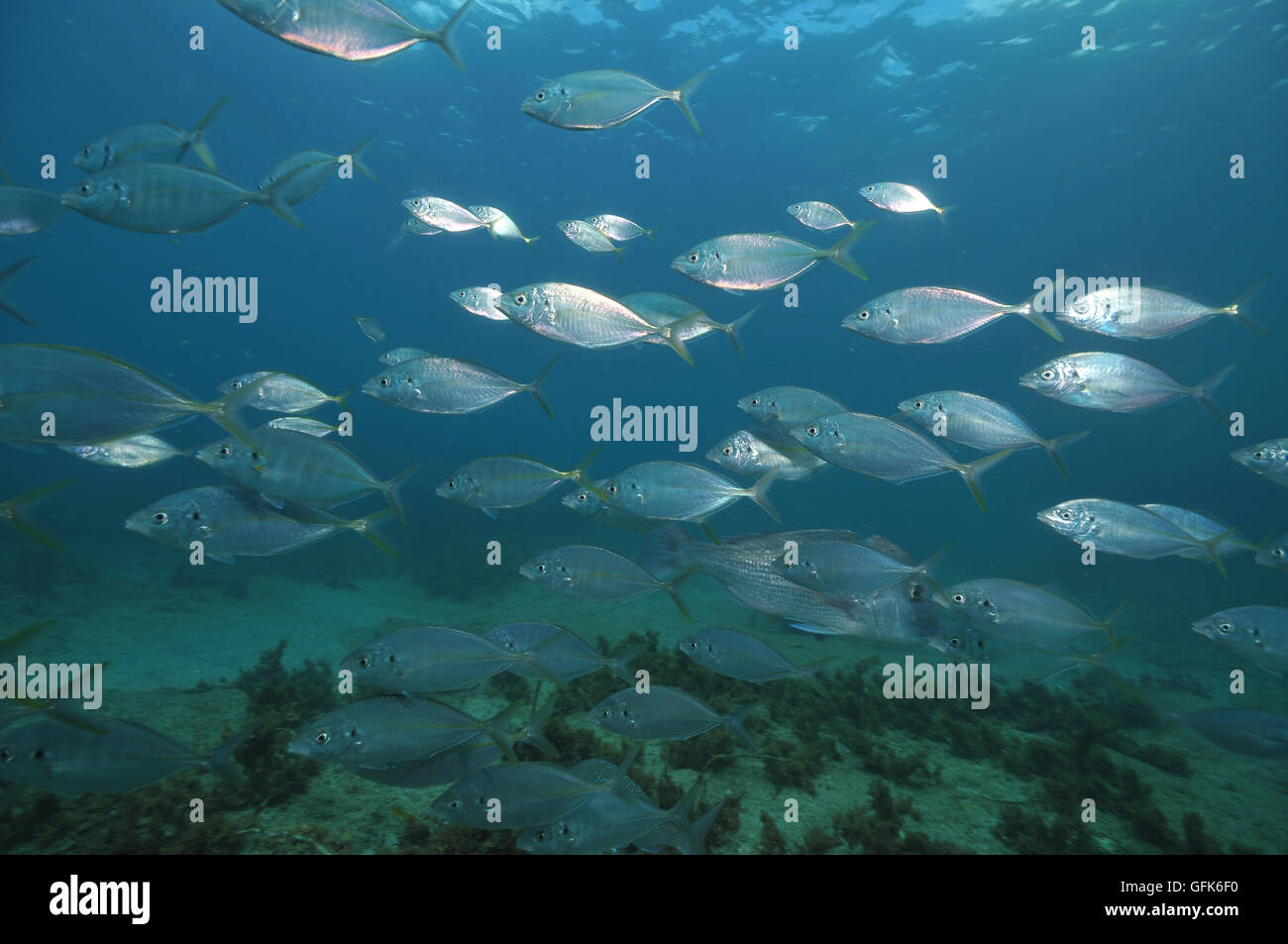 Schule Silber Makrelen schwimmen Flachboden Flachwasser Stockfoto