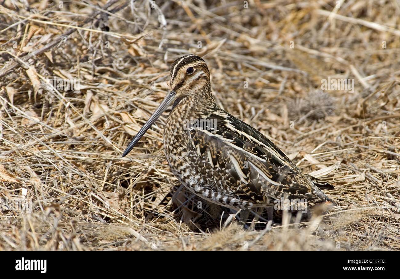 Wilson's Snipe sonnen sich in der warmen Sonne auf einen frühen Frühling. Stockfoto