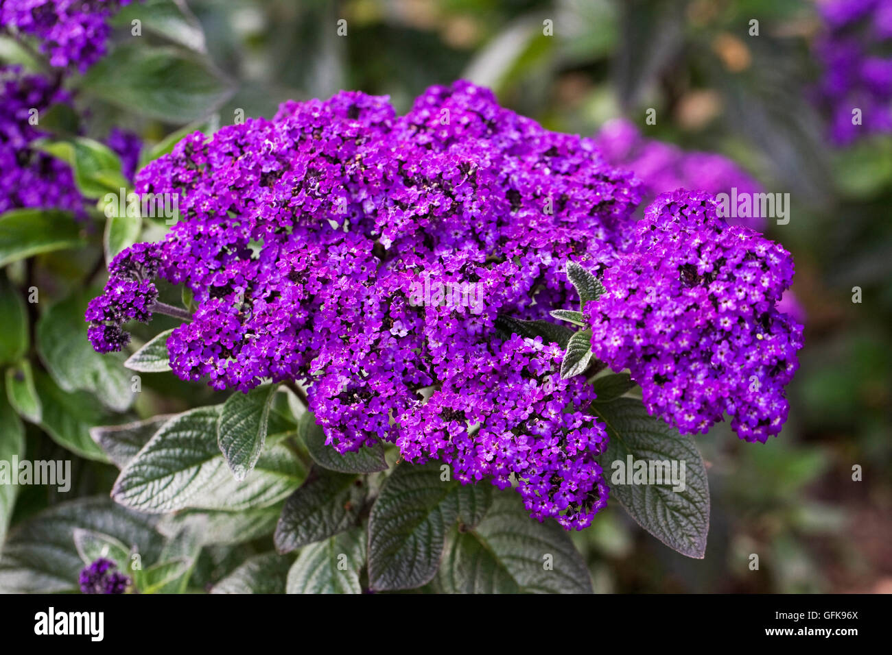 Heliotropium "Marine". Heliotrop Blumen im Sommergarten. Stockfoto