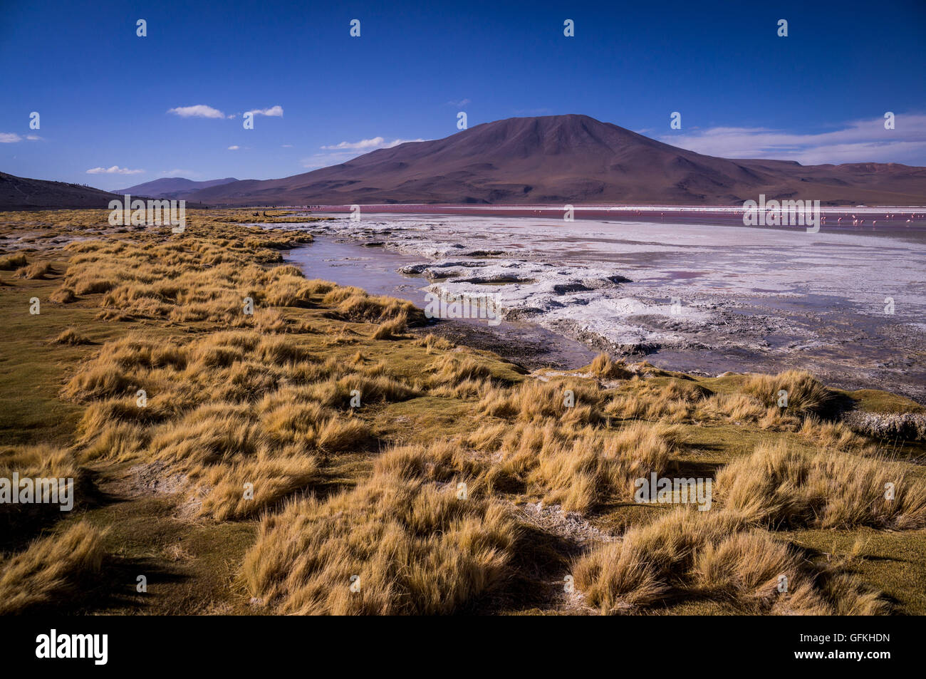 Laguna Colorada: Gelben Grases Umgebung den roten See in den bolivianischen Altiplano Stockfoto