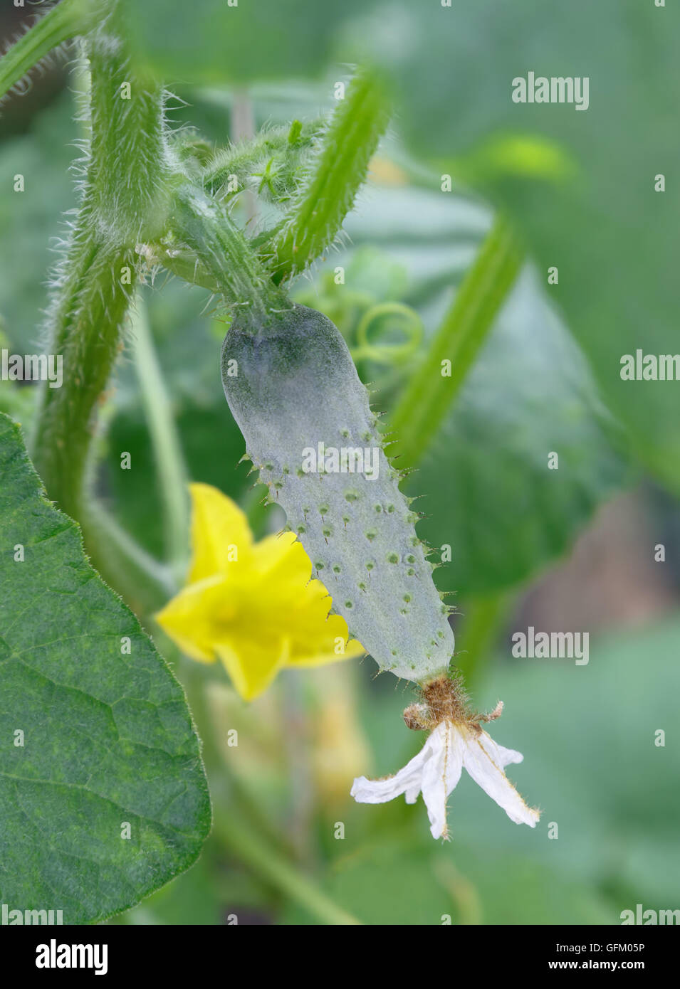 Kleine Gurken wachsen auf einem Ast im Garten Stockfotografie Alamy