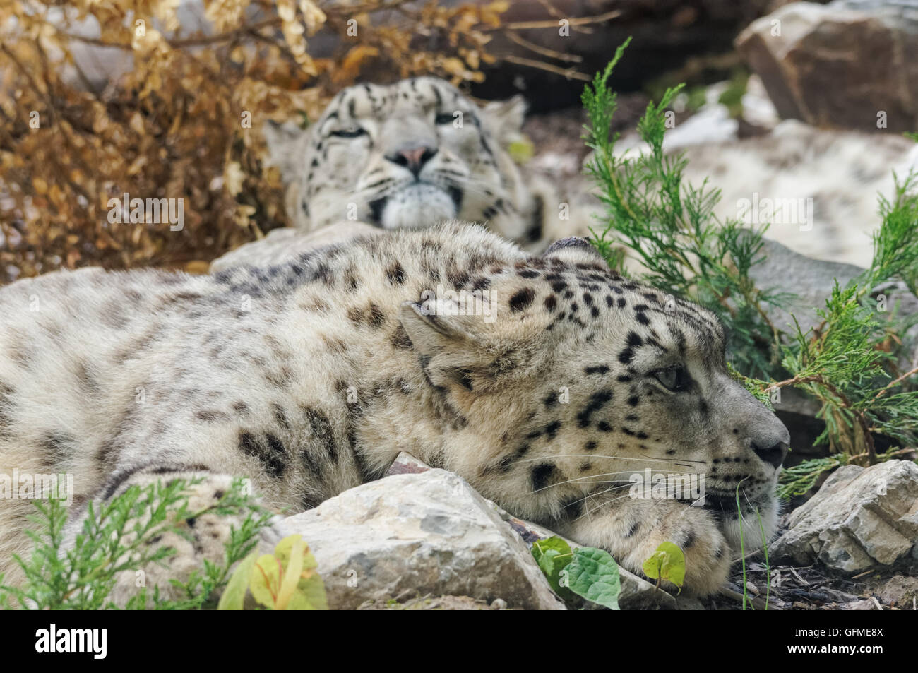 Paar des Schneeleoparden im Zoo, Plock, Polen Stockfoto