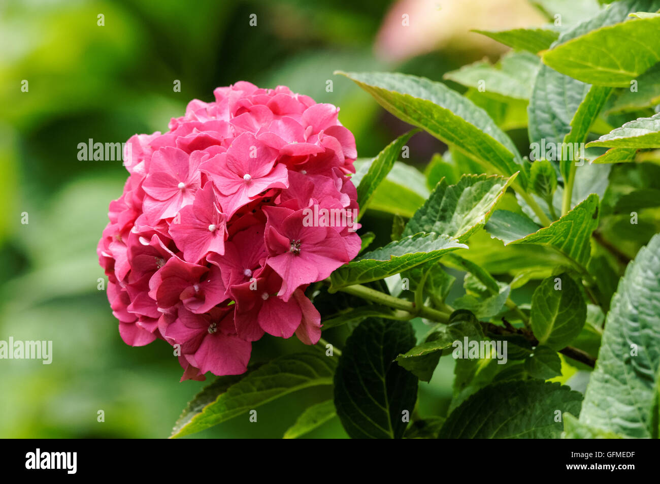 Französische Hortensien, Hortensia macrophylla blühende Pflanze, Hortensia Stockfoto