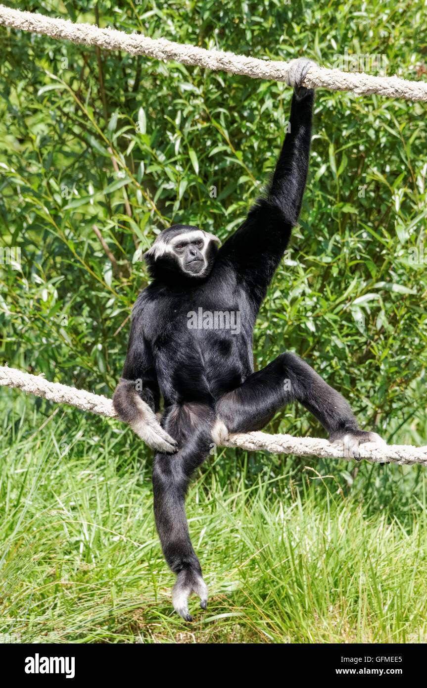 Der pileierte Gibbon, Hylobates pileatus im Zoo von Plock, Polen Stockfoto