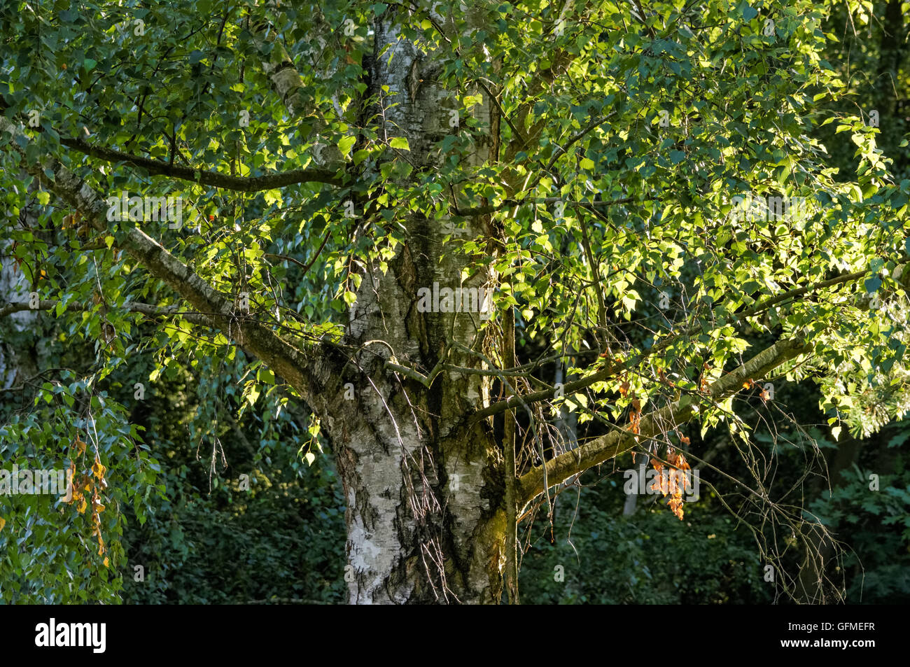 Birke Laub im Sommer Stockfoto