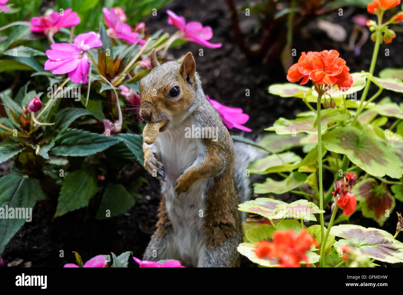 Graues Eichhörnchen im Garten, das Nuss isst Stockfoto