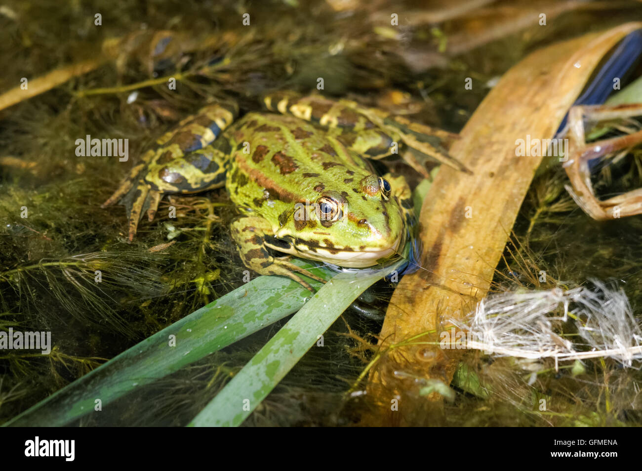 Der Poolfrosch (Pelophylax lessonae) in Wasser im Rainham Marshes Nature Reserve in London England Großbritannien Stockfoto