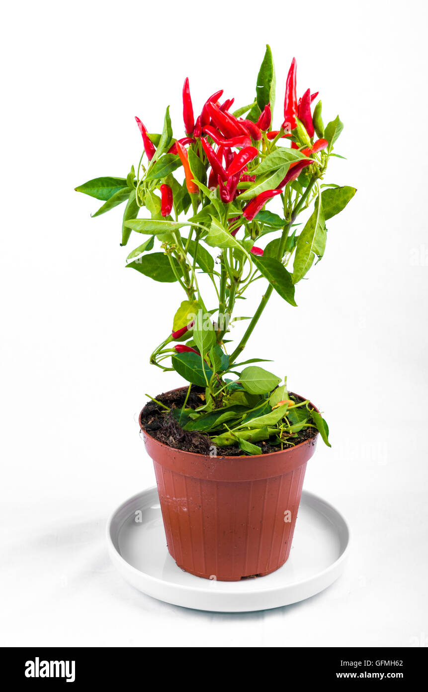 Red Chilli Pflanze Homegrown in Vase Stockfoto
