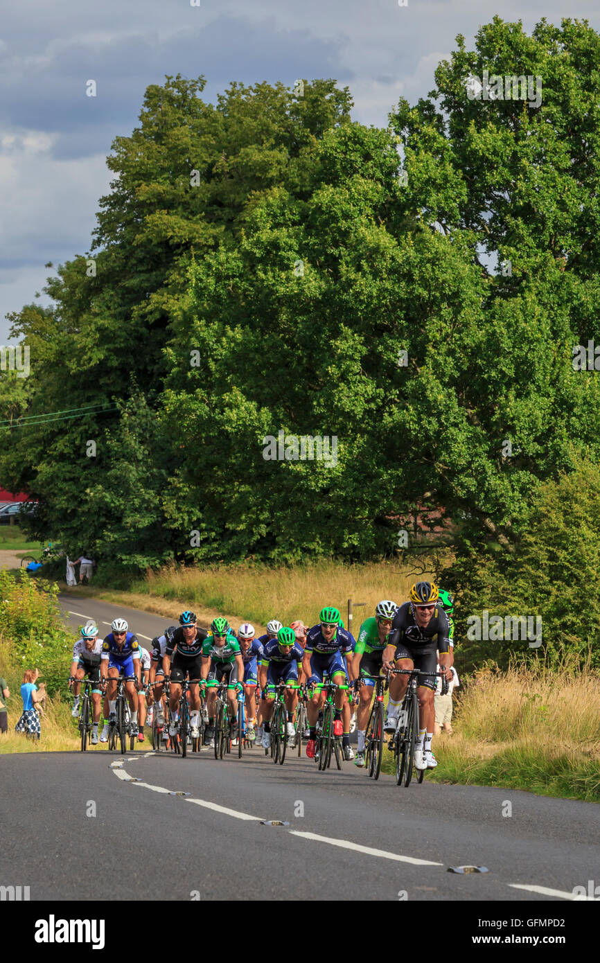 Ranmore Common, Surrey, UK, 31. Juli 2016. Aufsichtsrechtlichen RideLondon-Surrey Classic 2016. Reste des Hauptfeldes jagen die führenden Gruppen über die rollenden Terain Ranmore gemeinsamen auf der zweiten von drei Runden in den Surrey Hügeln oberhalb von Dorking. Die 202km Classic RideLondon-Surrey ist Großbritanniens führende Eintagesrennen und legacy-Event von den Olympischen Spielen 2012. Bildnachweis: Clive Jones/Alamy Live-Nachrichten Stockfoto