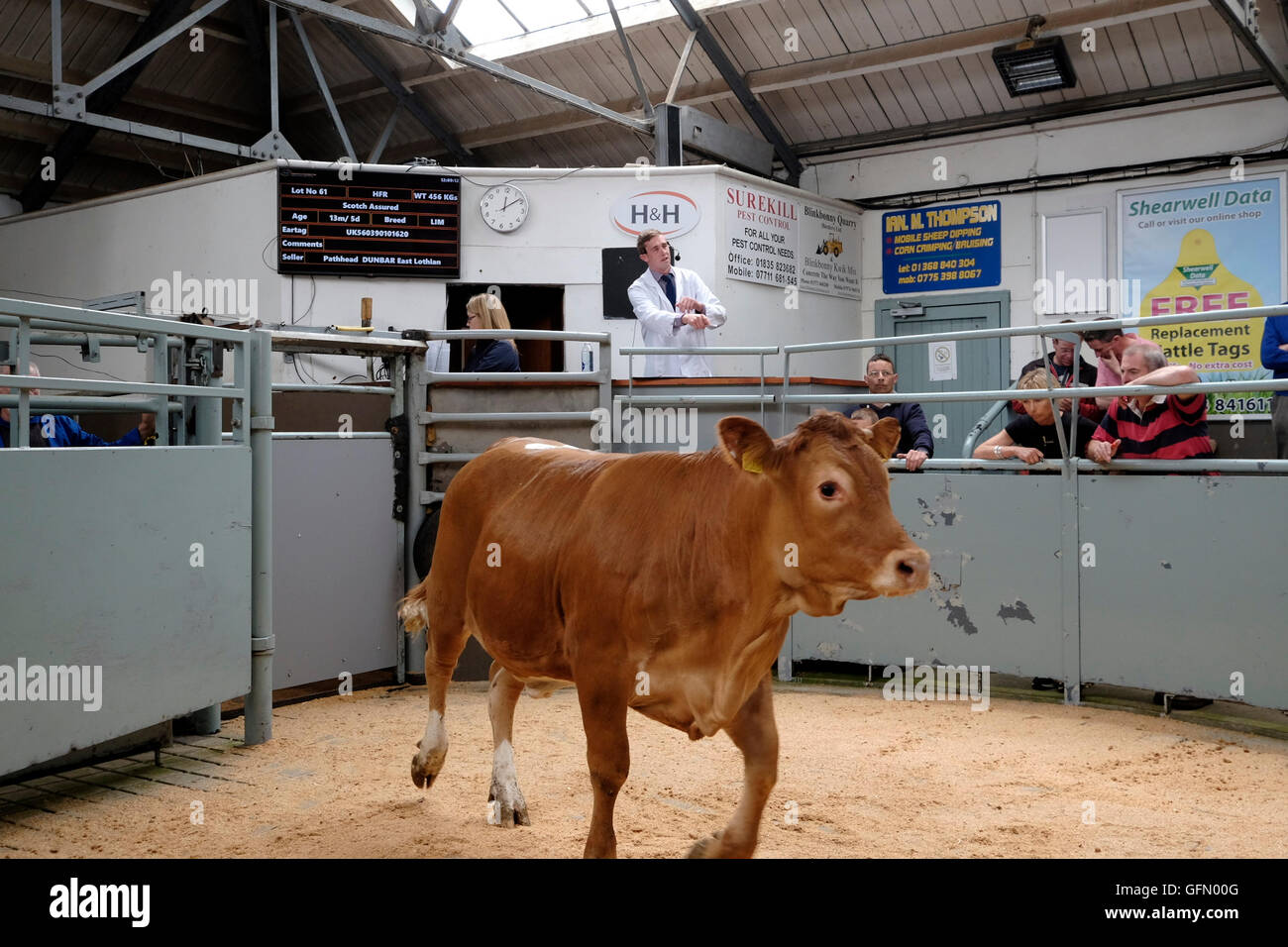 Newtown St. Boswells, Auktion Mart, UK. 01.Aug.2016.   Erstklassige Lamm & Rinder Verkauf Auktionator abgebildet Verkauf Vieh auf den Verkauf von Prime Lamm und Prime Rinder auf Harrison & Heatherington, St Boswells Auction Mart, eine Chance für die Landwirte in der Gegend um ihre erstklassige Aktien zu verkaufen.   Bildnachweis: Rob Gray/Alamy Live-Nachrichten Stockfoto