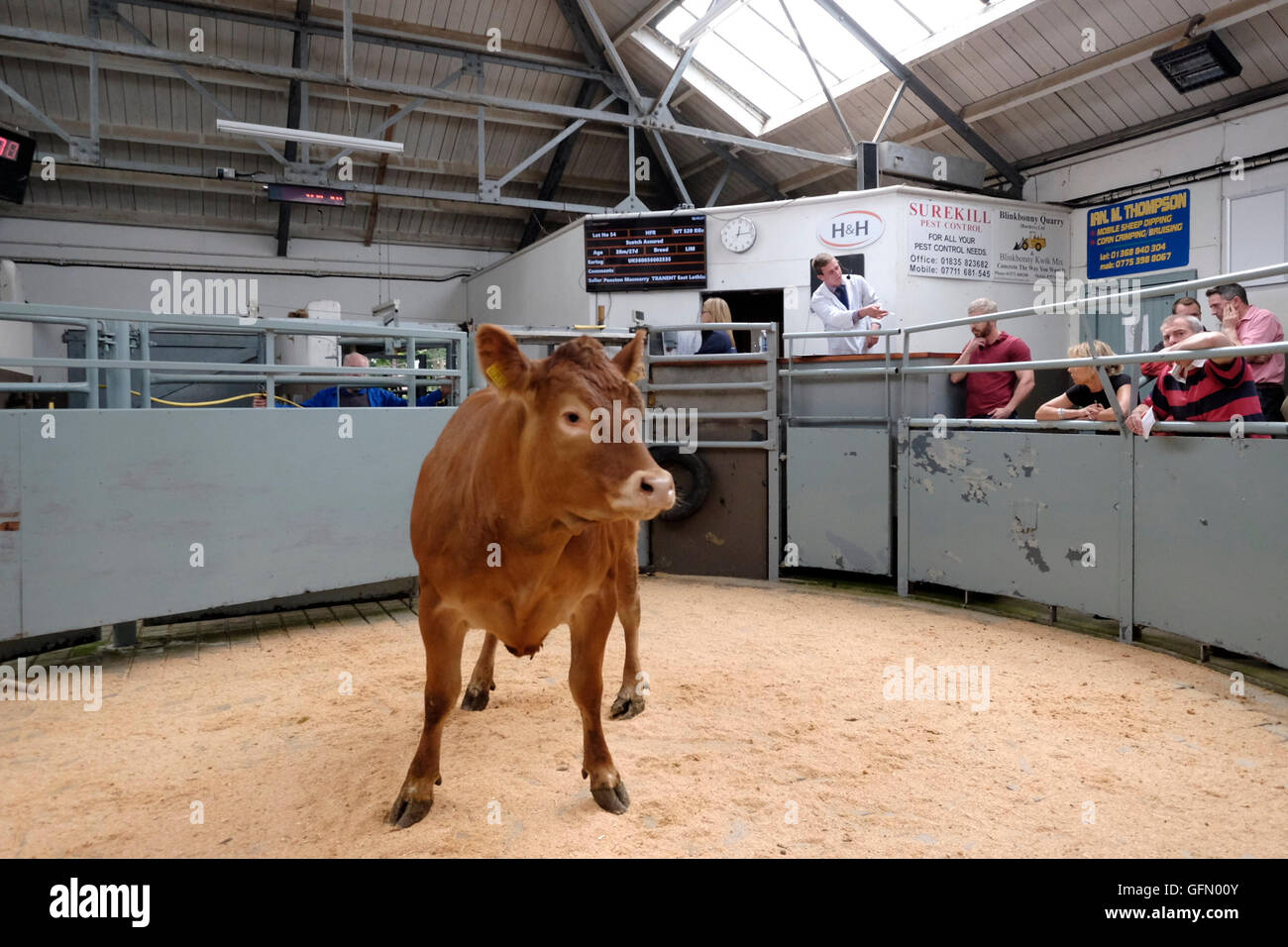 Newtown St. Boswells, Auktion Mart, UK. 01.Aug.2016.   Erstklassige Lamm & Rinder Verkauf Auktionator abgebildet Verkauf Vieh auf den Verkauf von Prime Lamm und Prime Rinder auf Harrison & Heatherington, St Boswells Auction Mart, eine Chance für die Landwirte in der Gegend um ihre erstklassige Aktien zu verkaufen.   Bildnachweis: Rob Gray/Alamy Live-Nachrichten Stockfoto