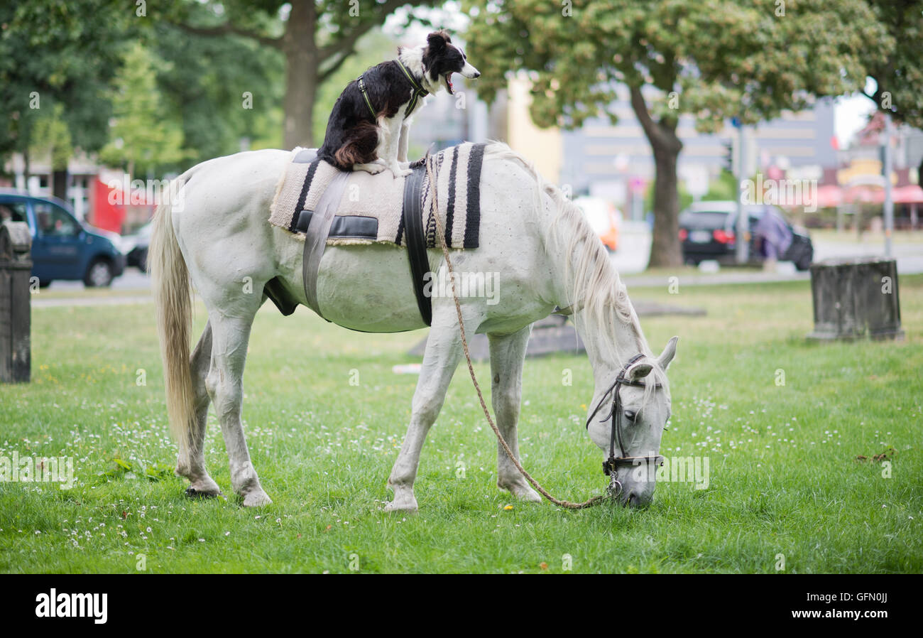 Hund Und Pferd Hannover