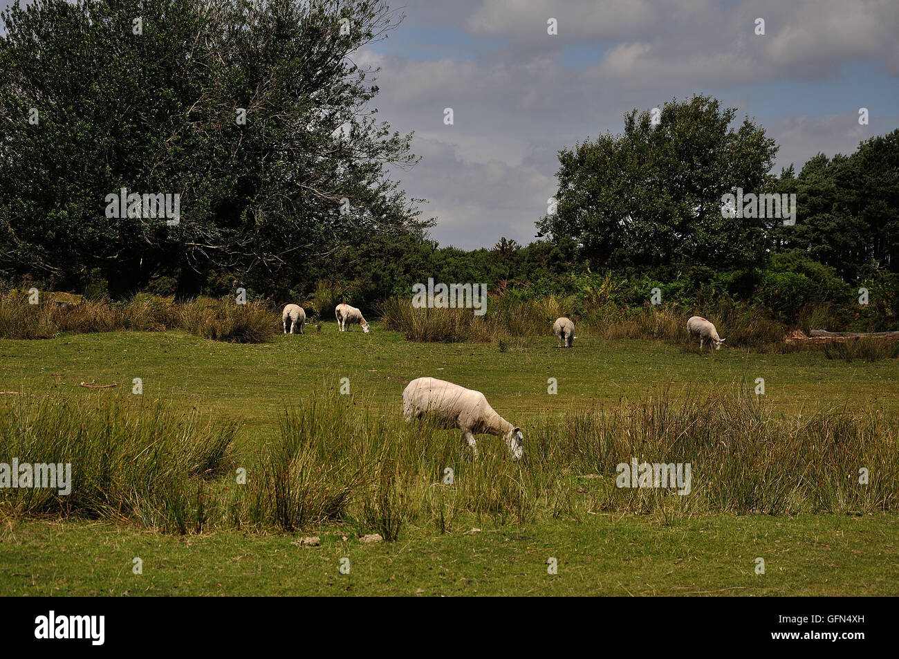 Schafe auf dem Ashdown forest East sussex Stockfoto