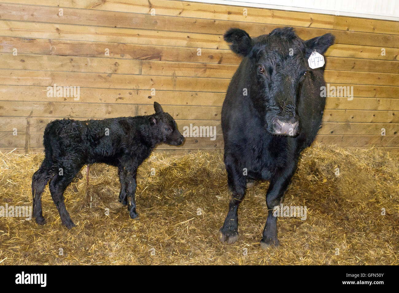 Neugeborenes Kalb nur ein paar Stunden alt, immer noch mit der Nabelschnur in Ranch Lieferung Scheune. Schwachrankenden Minnesota MN USA Stockfoto