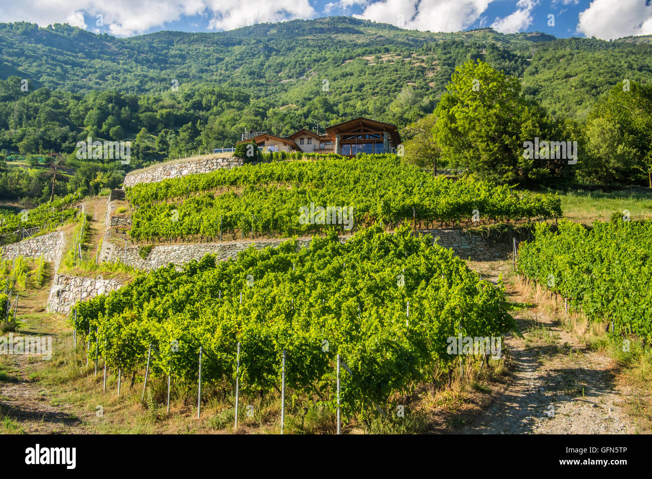 Les Granges Bio- und biodynamische Weingüter in der Nähe von Nus & Fenis, Region Aostatal, in Italien. Stockfoto