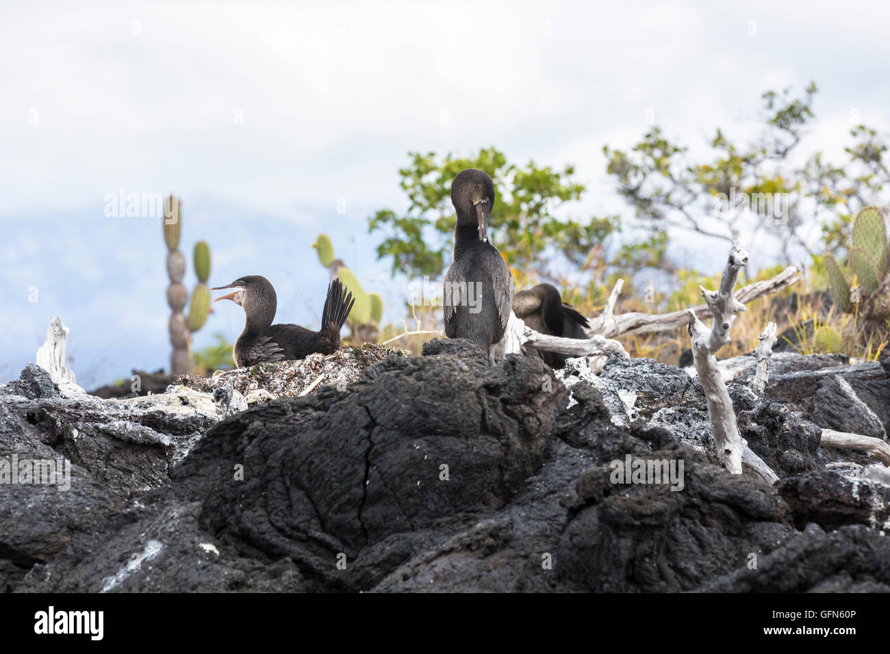 Flugunfähige Kormorane (Phalacrocorax Harrisi) nisten auf Lava am Moreno Punkt, Isabela Island, Galapagos-Inseln, Ecuador, Süd Stockfoto