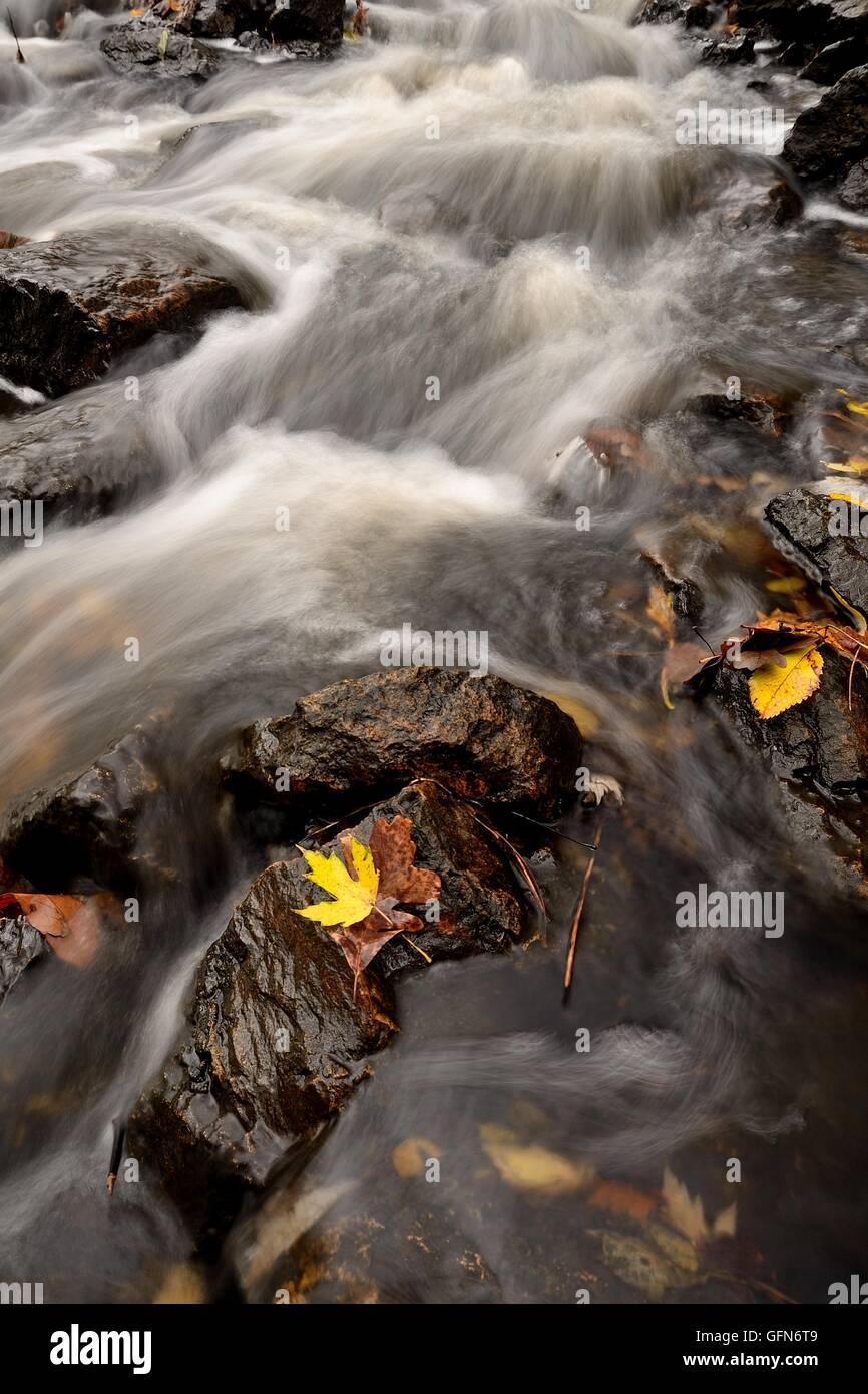 Herbstlaub und fließenden Stromschnellen eines Streams Stockfoto