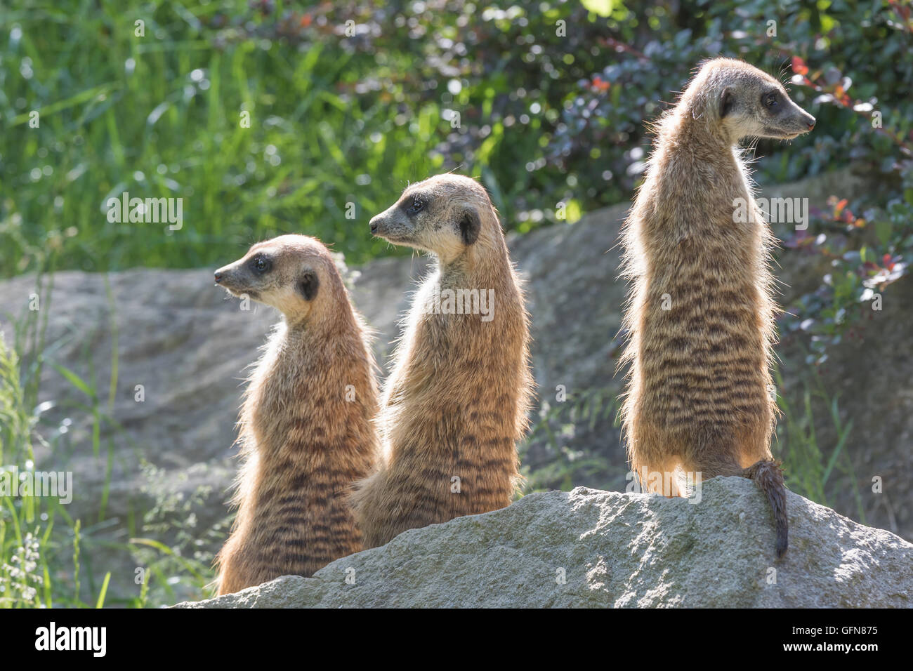 Trinity Erdmännchen, sitzend auf einem Felsen in der aufrechten Position. Die beiden sind auf der Suche nach links und auf der rechten Seite. Stockfoto Trinity Erdmännchen, sitzend auf einem Felsen in der aufrechten Position. Die beiden sind auf der Suche nach links und auf der rechten Seite. Stockfoto