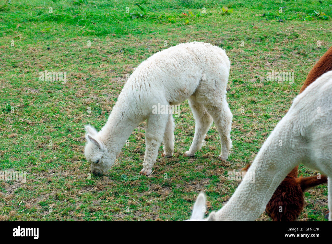 KLEINE ALPAKA WEIDEN. Stockfoto