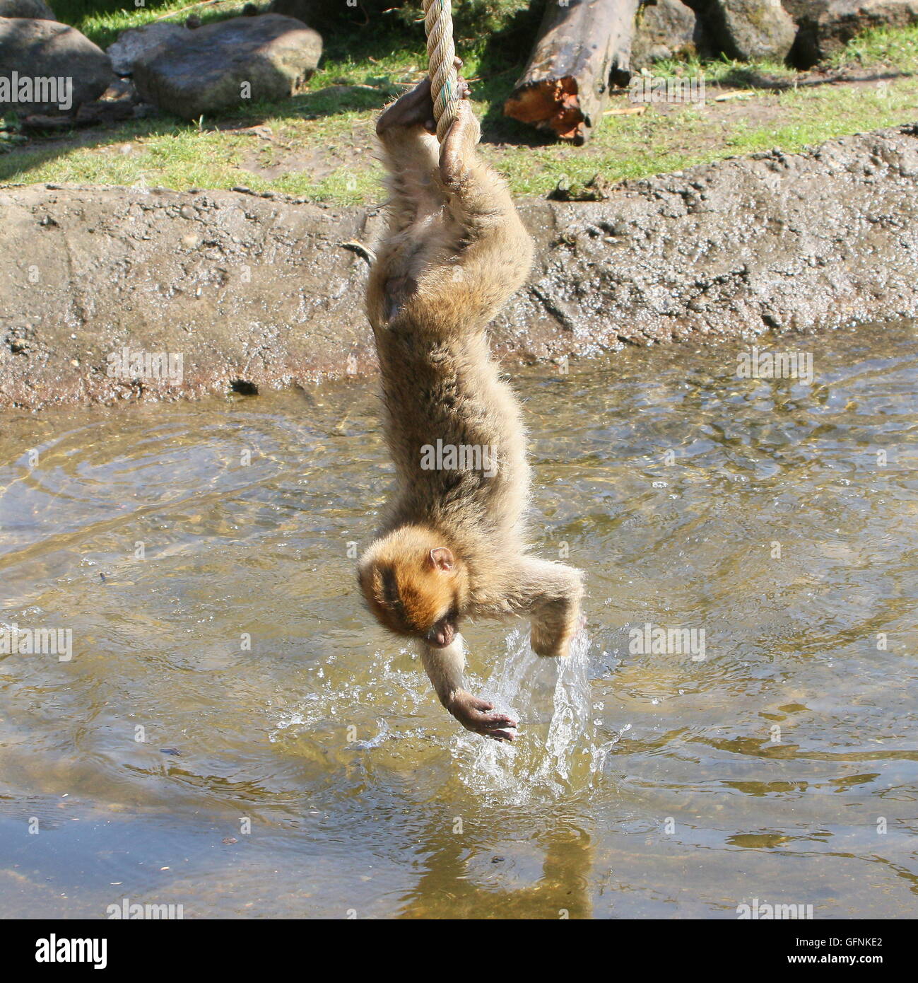 Verspielte junge Berberaffe (Macaca Sylvanus) hängen kopfüber an einem Seil über dem Wasser Stockfoto