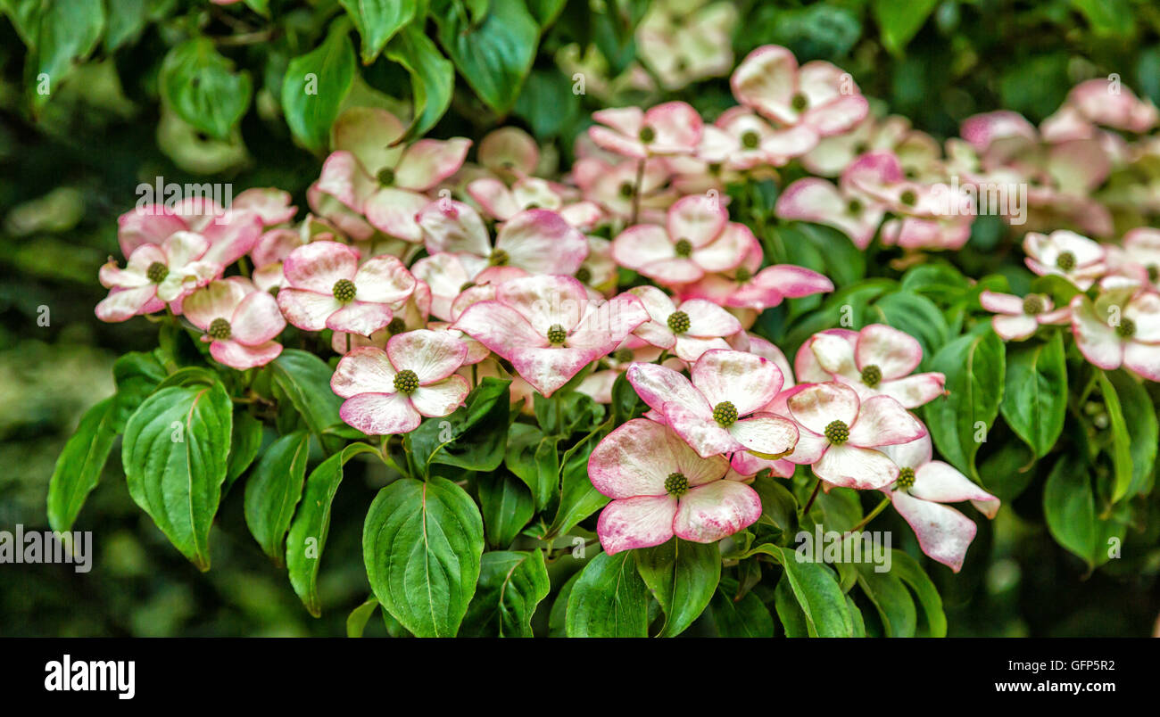 Kousa Hartriegel Blüte in den Bäumen Stockfoto