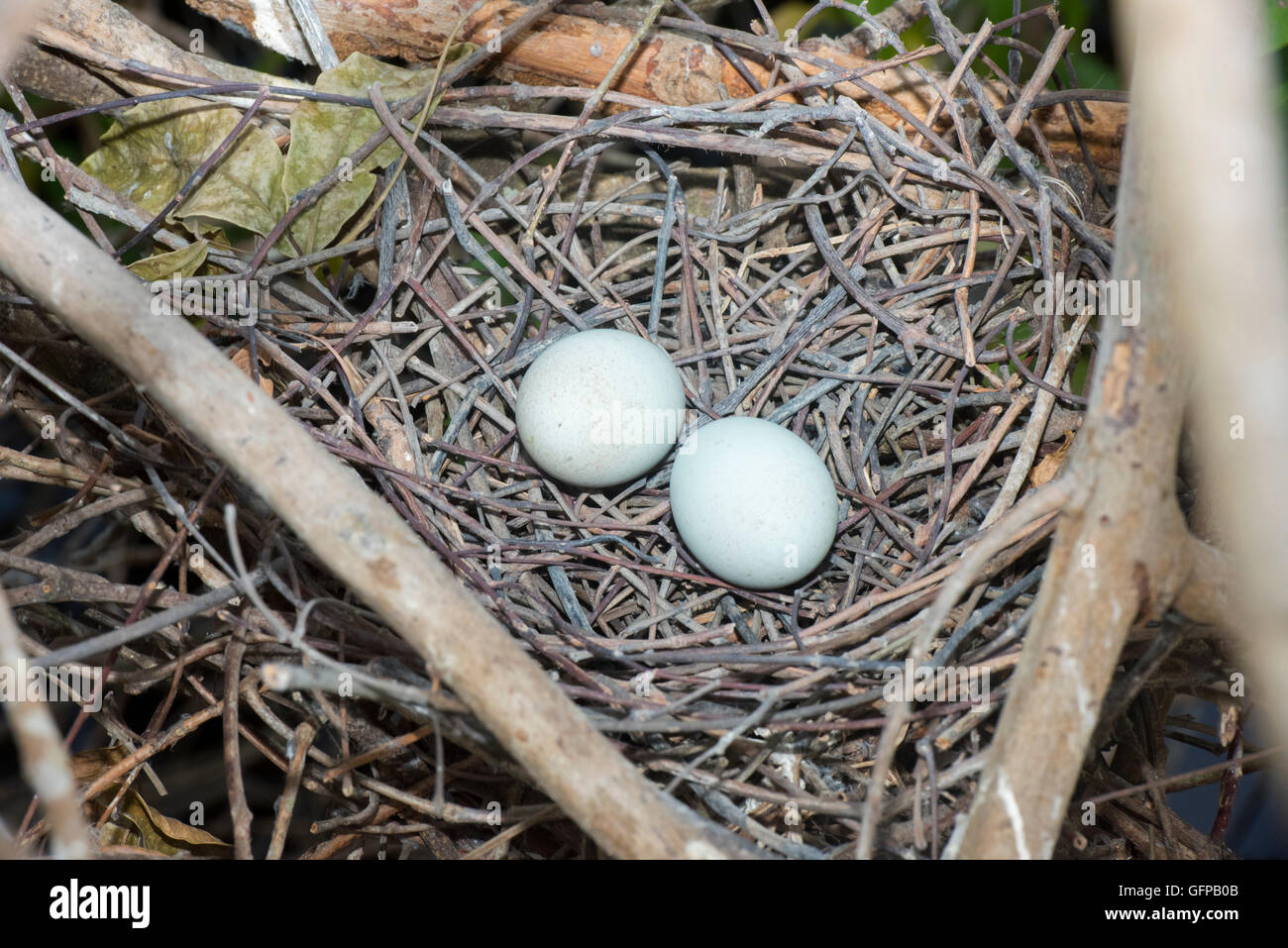 Boot – abgerechnet Heron Cochlearius Cochlerius San Blas, Nayarit, Mexiko 7 Juni Nest und Eiern.       Ardeidae Stockfoto