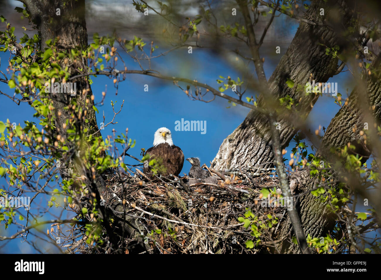 Adult Weißkopfseeadler im Nest mit einem jungen eaglet Stockfoto