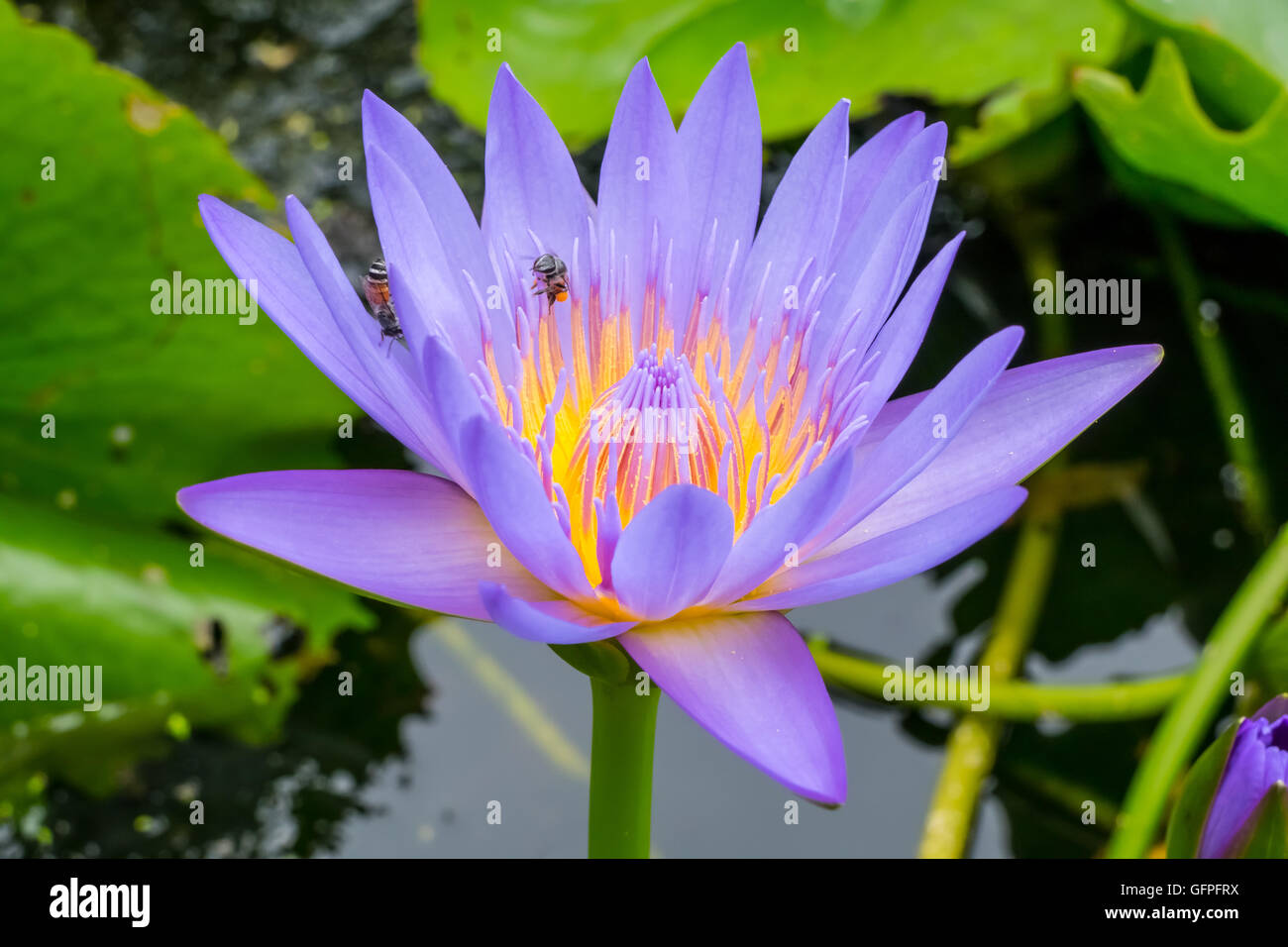 Hautnah Beauty Wasser Lilly Blume Stockfoto