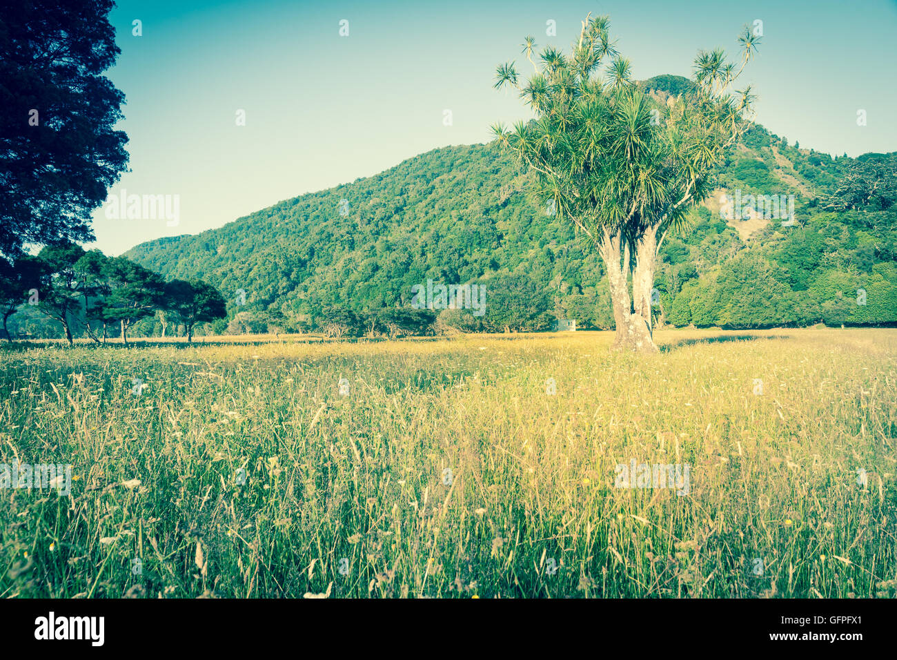Rückwirkung Neuseeland Landschaft Ländliches Motiv Feld, Hügeln und Bäumen verblasst Blick Fokus auf markante Neuseeland Kohl Baum Stockfoto