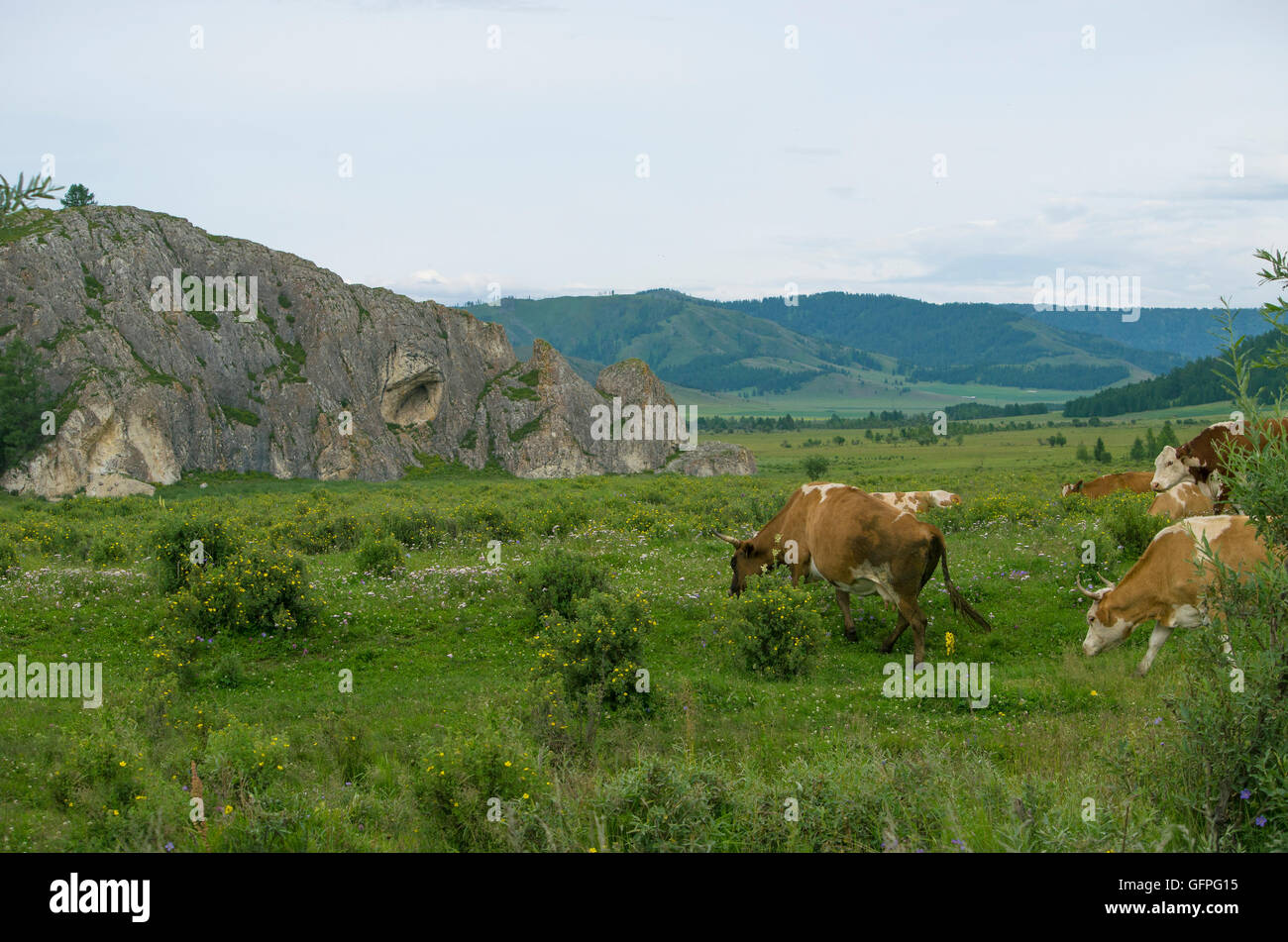 Haustiere einer Kuh auf einer Wiese in der Nähe von Bergen, eine Kuh, eine Landschaft, eine Weide abgegrast sind, sind streifte, House, Säugetiere, Milch Stockfoto