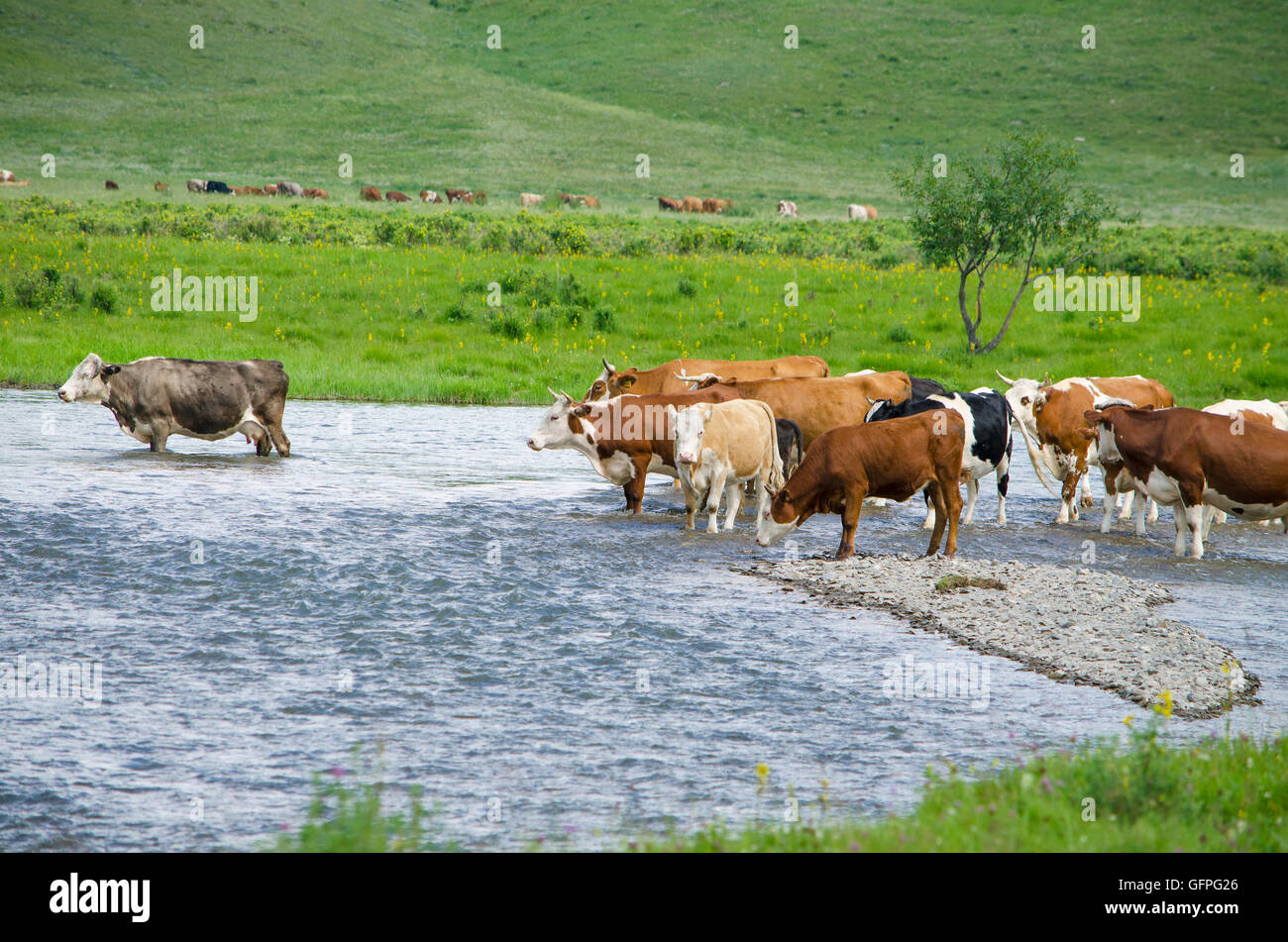 Haustiere eine Kuh auf eine Wasserstelle auf den Fluss, eine Landschaft, eine Weide, einer Wasserstelle, Rinder, Kühe, gehörnten, Landschaft, Natur Stockfoto