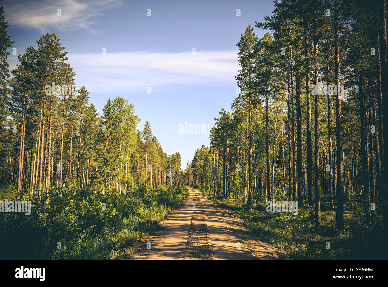 Leere Forstweg mit Pinien Stockfoto