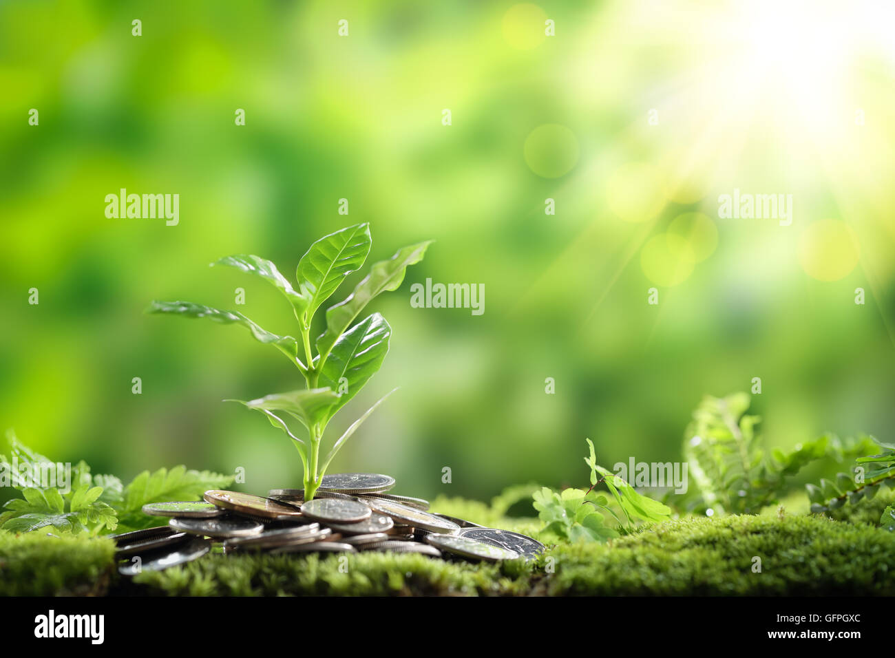 Pflanze wächst aus Münzen, Nahaufnahme. Stockfoto