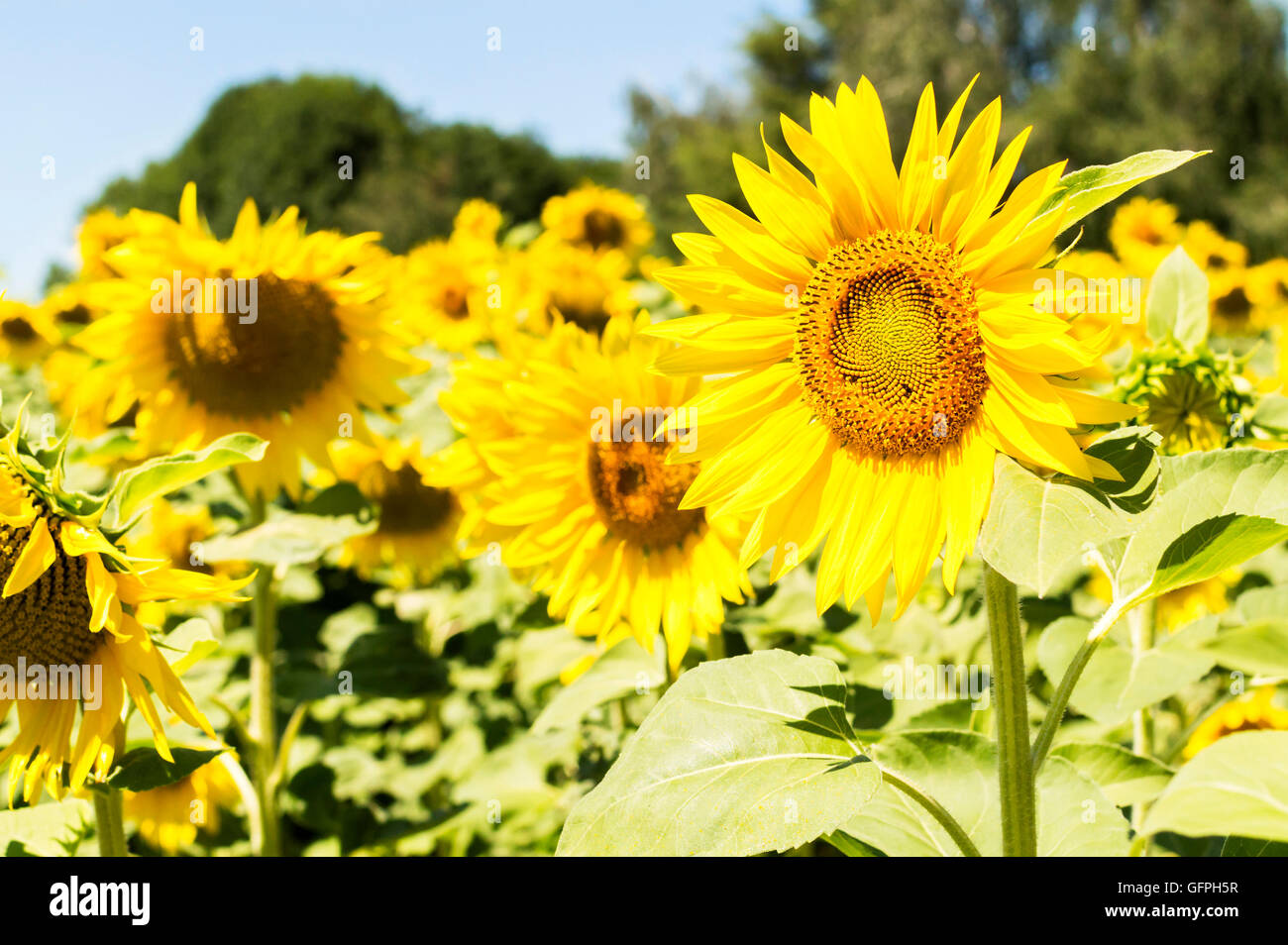 Sonnenblumenfeld an einem sonnigen Tag. Hintergrund der Sonnenblume. Stockfoto