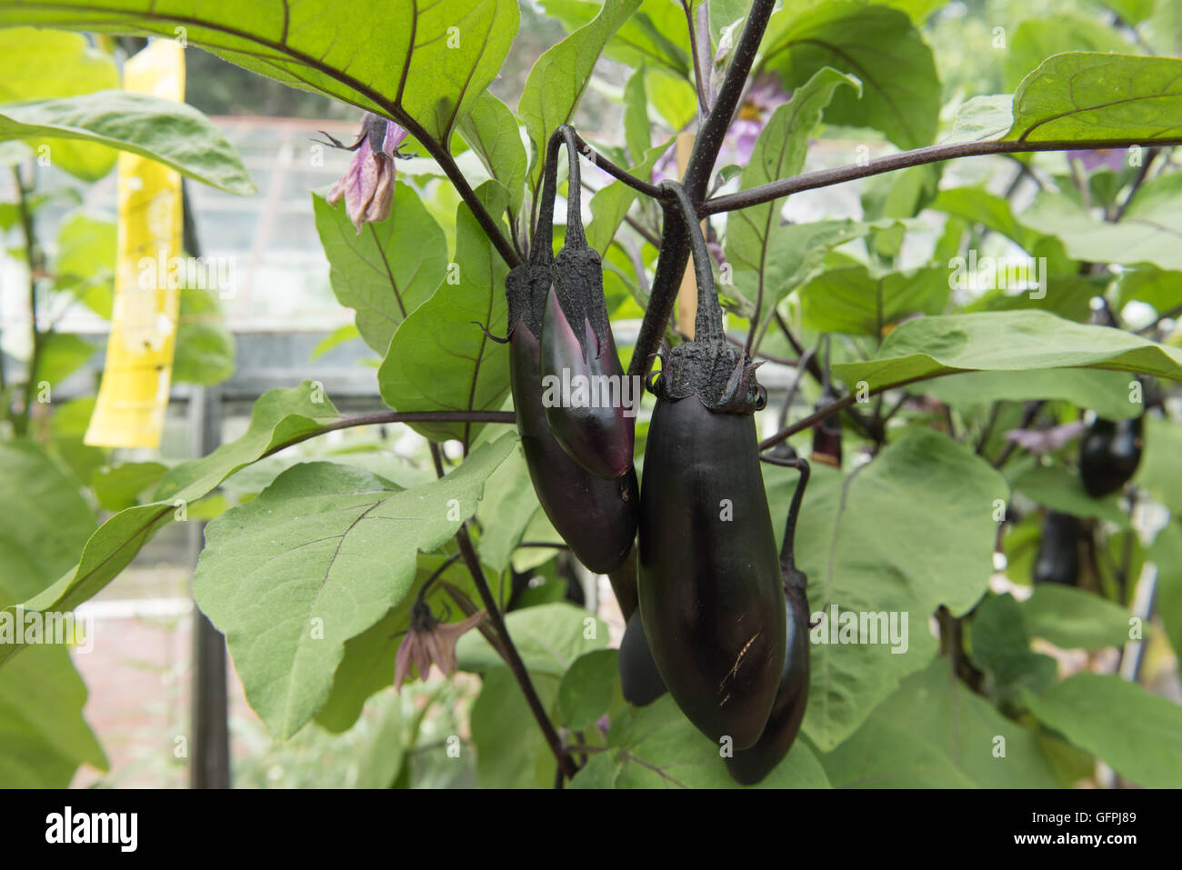 Home gewachsen Money Maker Aubergine oder Aubergine (Solanum Melongena) in einem Gewächshaus in Somerset, England, UK Stockfoto