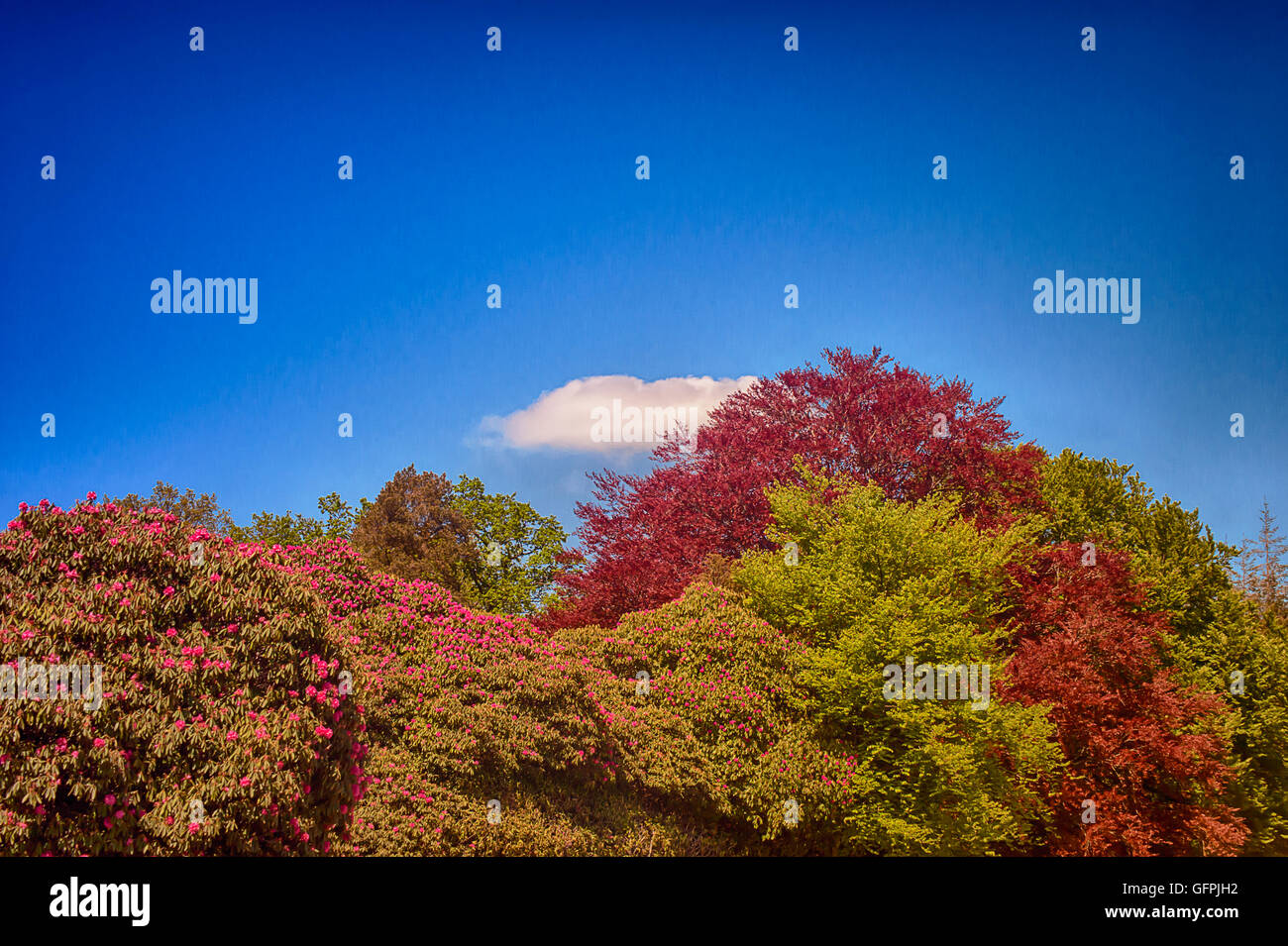 Bunte Bäume im Park - Rhododendron Stockfoto