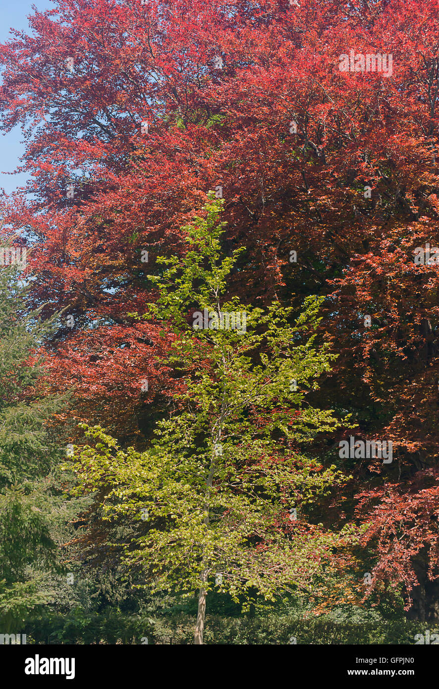 Bunte Bäume im park Stockfoto