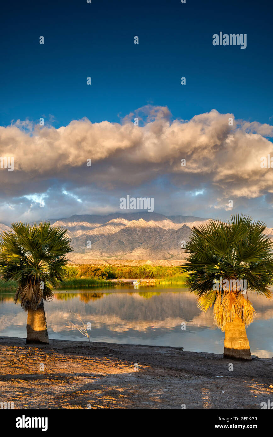 Palmen am Roper Lake, Pinaleno Mountains in Ferne, Sonnenaufgang, Roper Lake State Park, in der Nähe von Safford, Arizona, USA Stockfoto