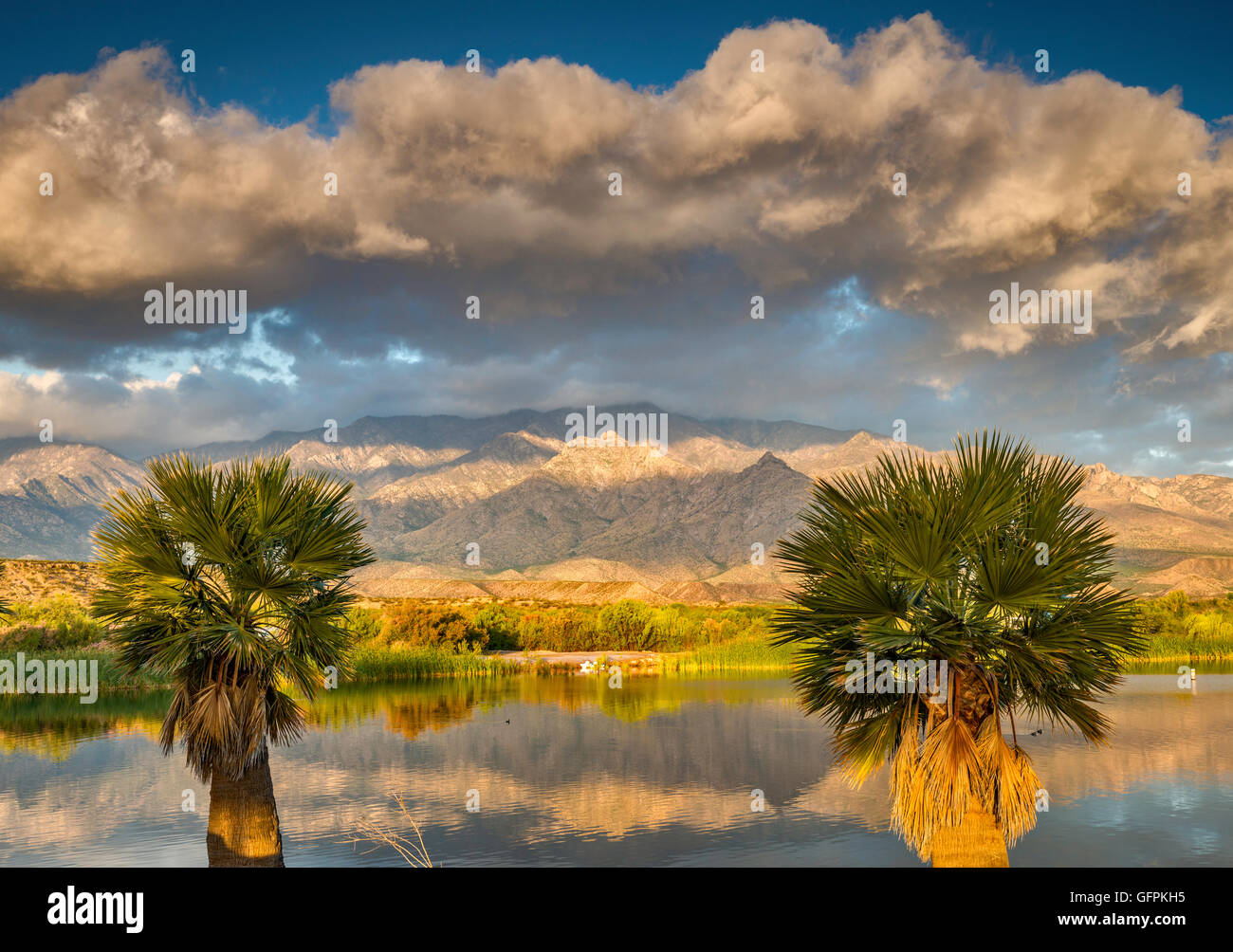 Palmen am Roper Lake, Pinaleno Mountains in Ferne, Sonnenaufgang, Roper Lake State Park, in der Nähe von Safford, Arizona, USA Stockfoto